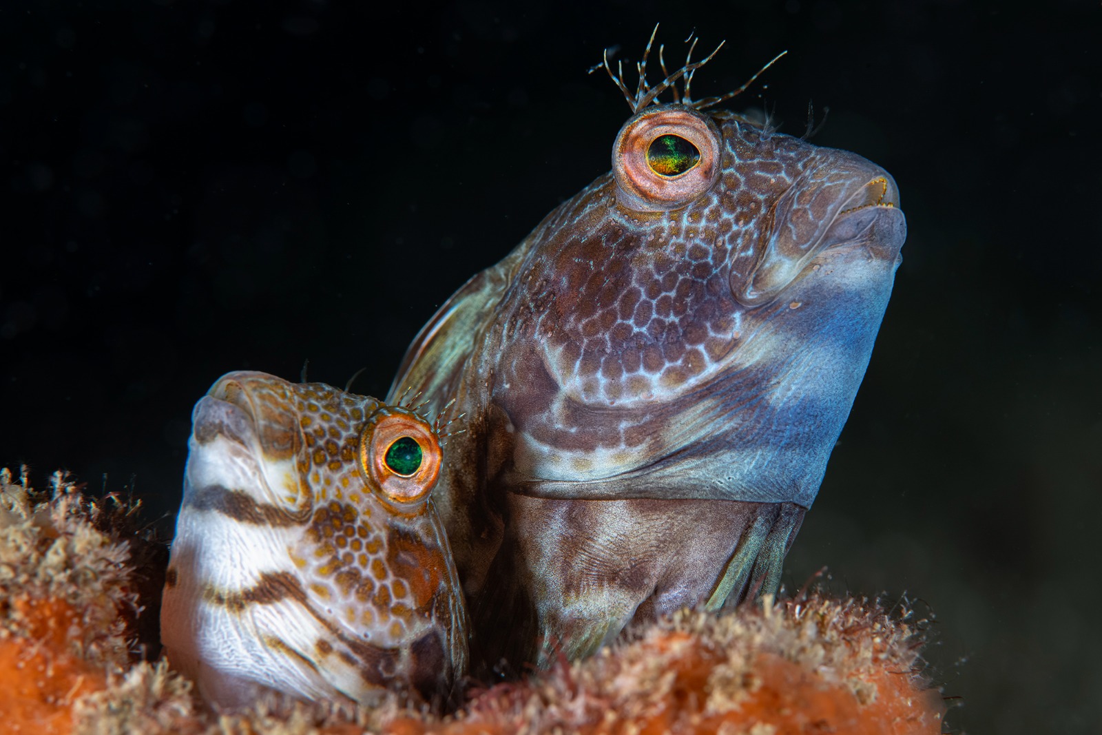 See in the Sea International Underwater Photocontest