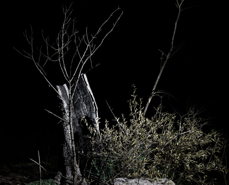 Still Death | Xylella Fastidiosa – Mostra di Nicola Cavallera